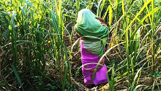 Boy's friend went to meet the new daughter-in-law in the sugarcane field. Daughter-in-law was to fuck by a friend..